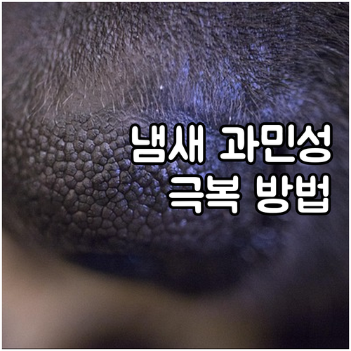 냄새 민감증, 삶의 질을 높이는 관리법