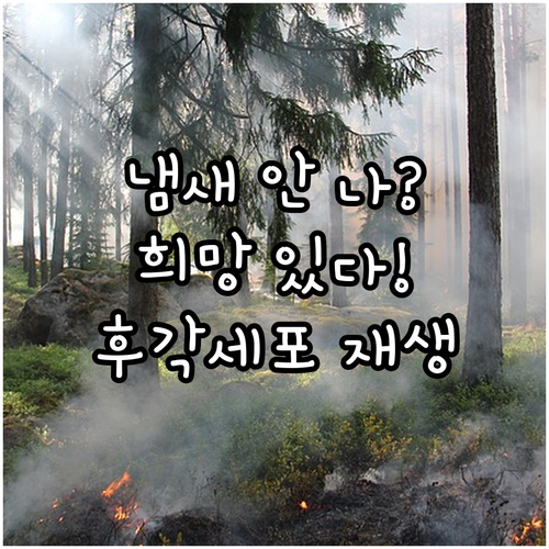 후각 상실, 희망은 있다 후각세포 재생의 모든 것
