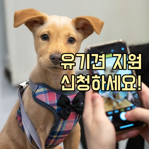 2025 유기동물 보호 지원금: 놓치면 손해, 신청 자격, 방법