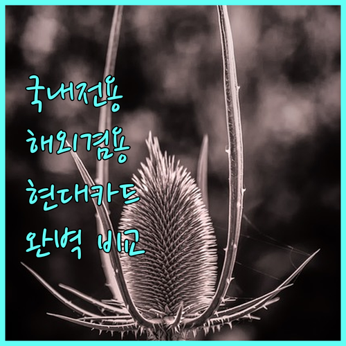 국내전용 vs 해외겸용 현대카드 완벽 비교 분석