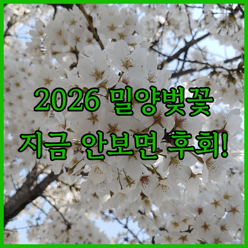 2026년 밀양 벚꽃 여행 개화 현황 및 주요 산책 코스