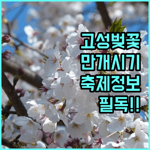 고성군 벚꽃 명소별 만개 시기 및 축제 방문 정보
