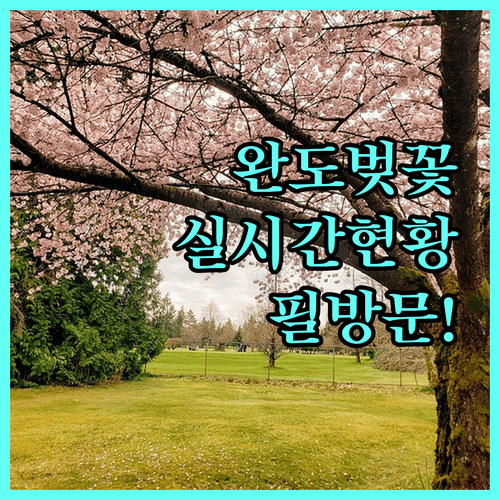 완도 벚꽃 구경하기 좋은 곳과 실시간 개화 정보