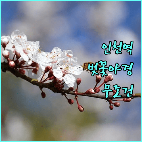 인천역 인근 벚꽃 명소 코스 및 야간 조명 운영 시간